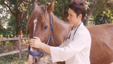 Veterinario-Cuidando-Un-Caballo