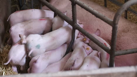 Schweine-In-Der-Tierhaltung-Schweinehaltung-Jungferkel-Im-Stall-37