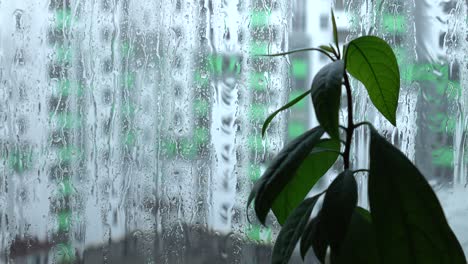 avocado in a flower pot on the background of the streams of water and raindrops on the window glass in heavy rain, background