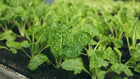 green, plant and lettuce in greenhouse