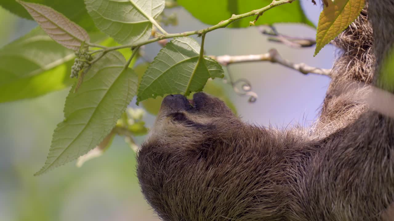 hermoso perezoso come su hoja favorita en un árbol