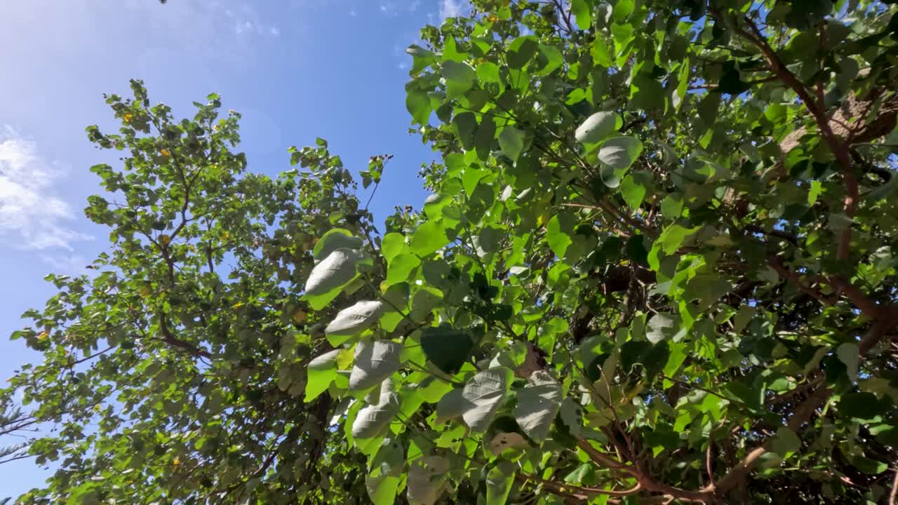 잎과 가지가 강한 바람에 움직입니다.