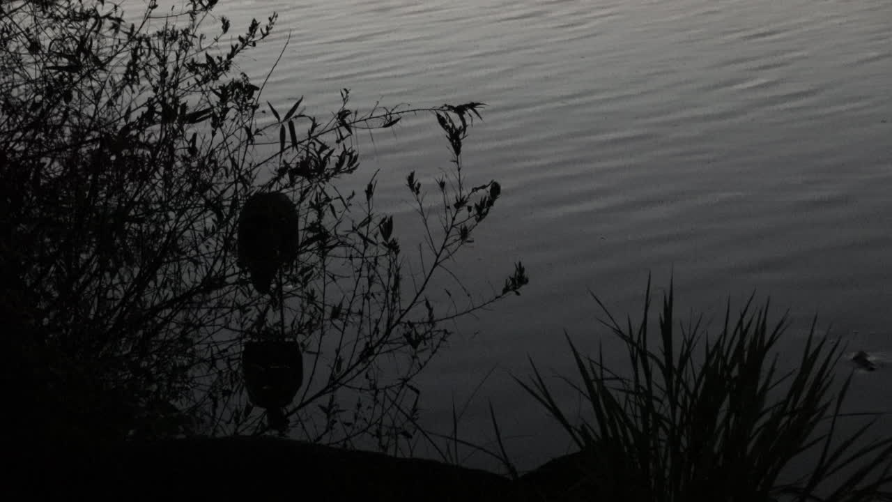 una garza pescando en la oscuridad a lo largo de la orilla de un lago