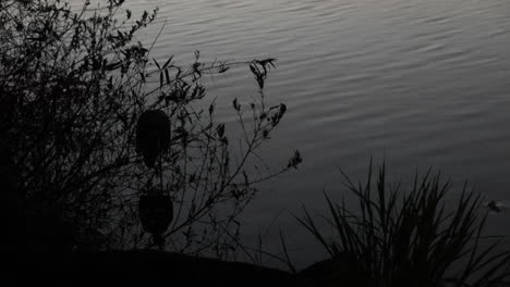 A-heron-fishing-in-the-darkness-along-the-shore-of-a-lake