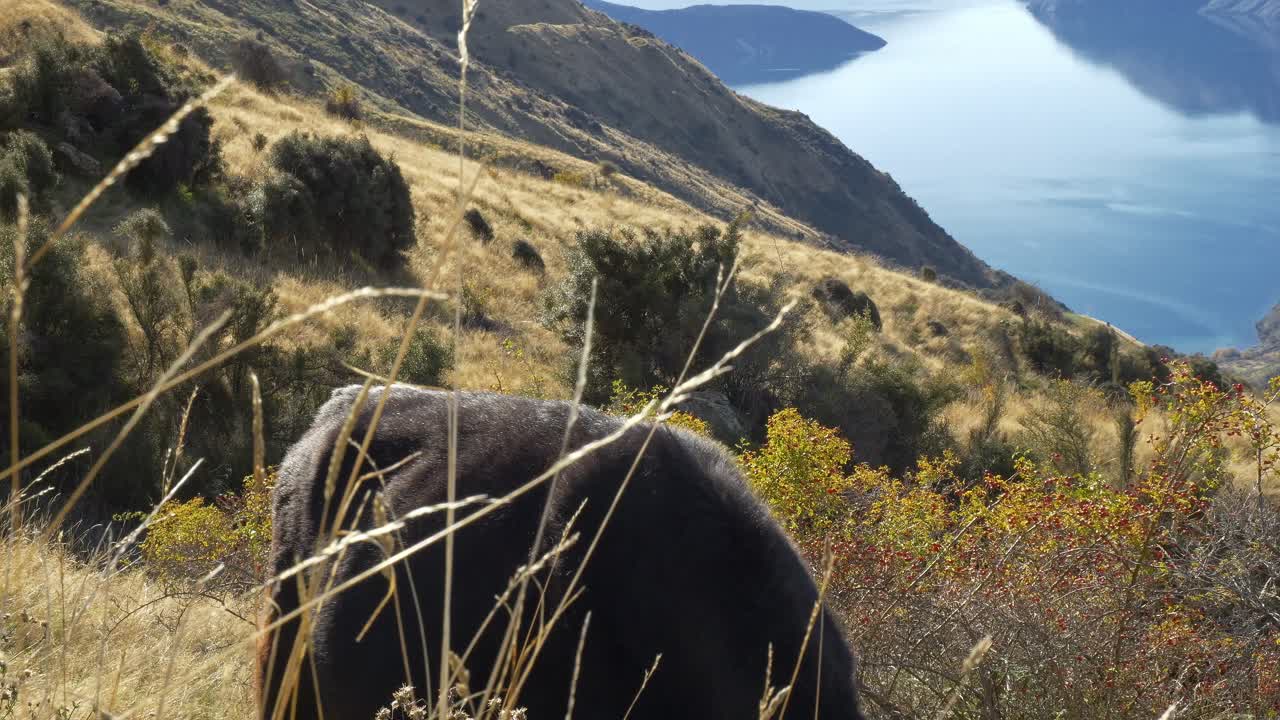 Mucca sul sentiero del Roys Peak in Nuova Zelanda