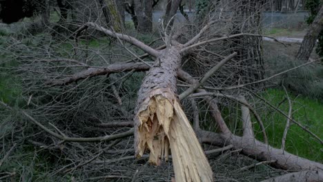 fallen trees in madrid largest park casa de campo after filomena snow blizzard in january 2021 with 500 thousand trees affected