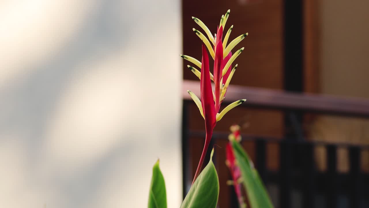 흐릿한 배경에 반이는 활기찬 열대 꽃