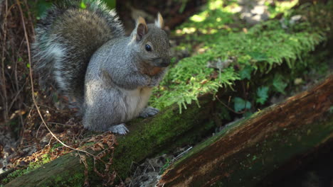 Eichhörnchen-Sitzt-Auf-Einem-Moosigen-Baumstamm
