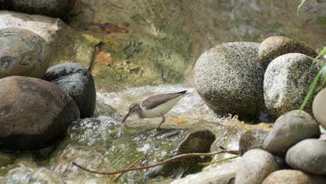 bird - common sandpiper walks in flowing small waterfall looking for larvae and eats them