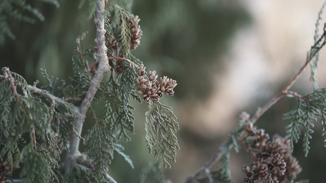Backlit panning shot of a hoar frost covered branch with mini pine cones