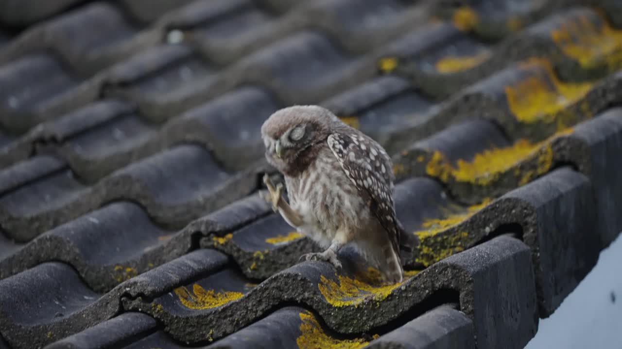 Little Owl Perched On Tiled Roof Scratching Itch On Head With Feet