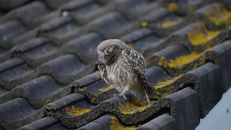 Little-Owl-Perched-On-Tiled-Roof-Scratching-Itch-On-Head-With-Feet