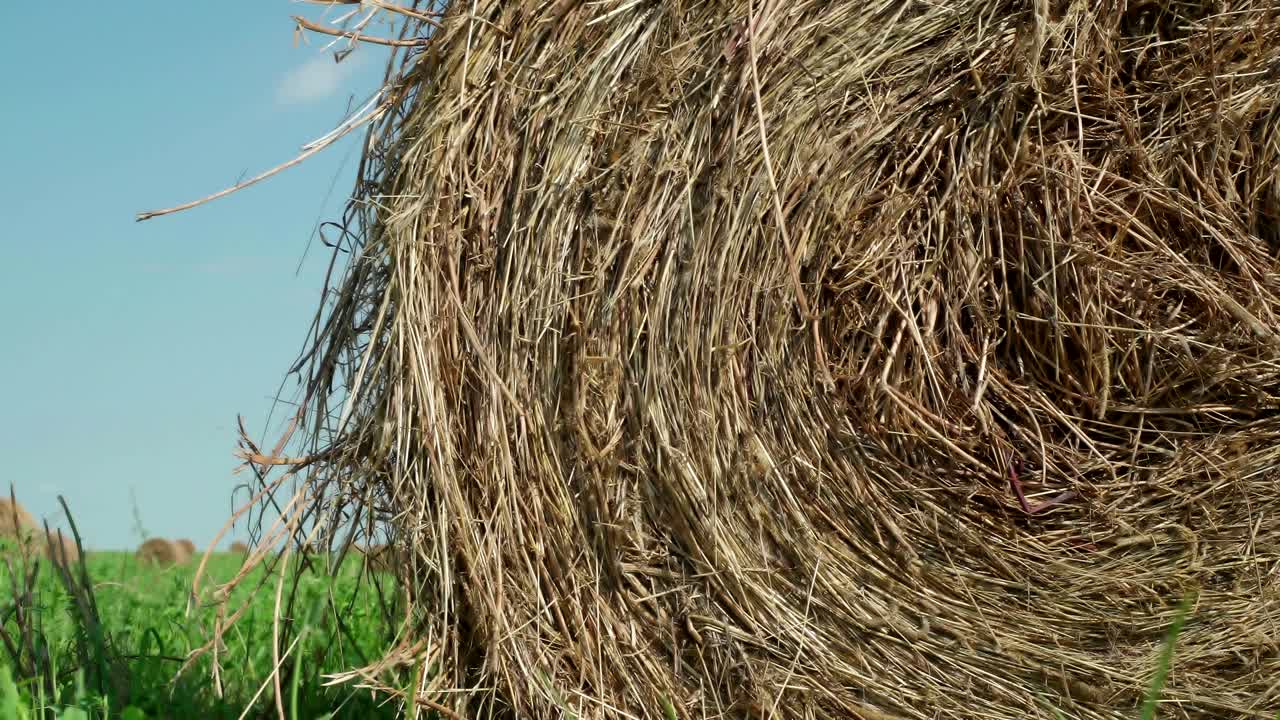 concepto de agricultura. balas de heno en un prado. campo rural en verano con balas de heno. vista de bajo ángulo