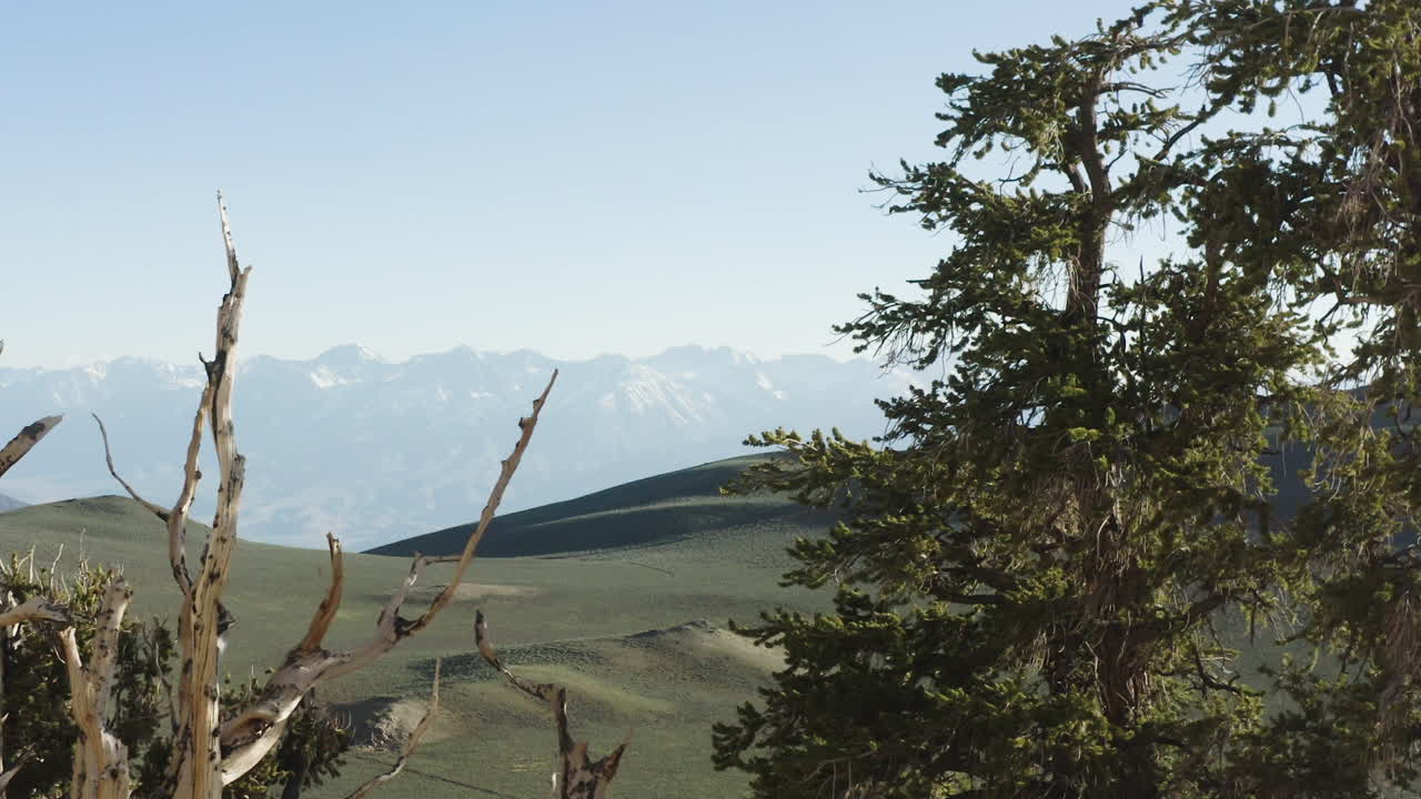 hermosas montañas claras vistas detrás de los árboles en el antiguo bosque de pinos de bristlecone, california, estados unidos