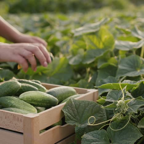 a woman farmer plucks cucumbers in a bed and puts them in a box