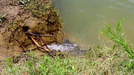 static video of a channel catfish on a stringer in the water