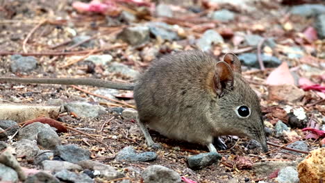 elephant shrew elephantulus myurus foraging on ground using its long snout