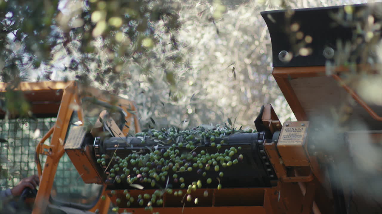 Olive harvesting in progress