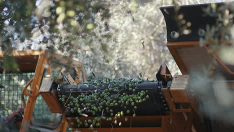 olive harvesting in progress