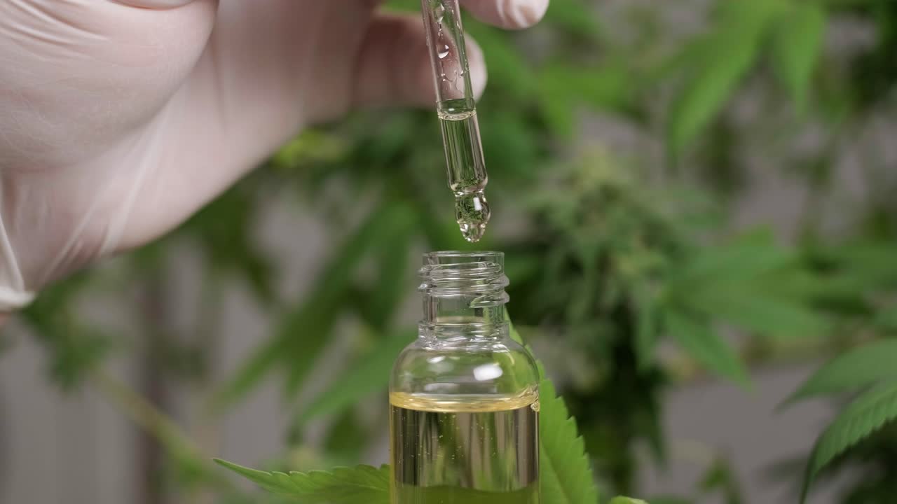 Hemp Oil Research. Researching cannabis for use in medicine, collecting data. Cannabis plant cultivation.