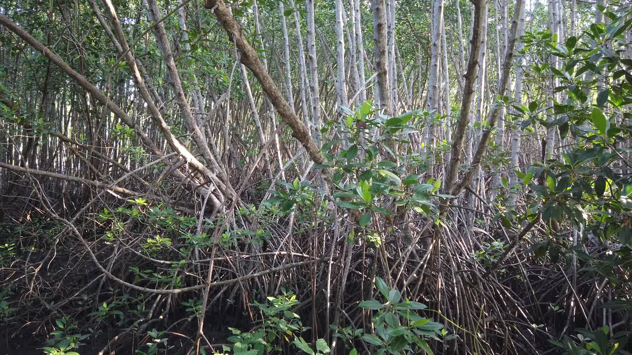망그로브 숲, 지구 온난화 감축을 위한 환경 습지, 발리 인도네시아, 동남아시아 내부의 영화적 자연 열대 풍경