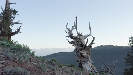 right-to-left pan shot with a slight downward tilt featuring a dead tree, revealing green hills, mountains, and a clear blue sky, rocky ground, desert plants, and another partially vegetated tree.