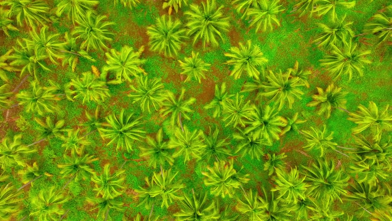 Dense coconut palm plantation forms a vivid green pattern in Michoacan, Mexico, aerial orbit descend