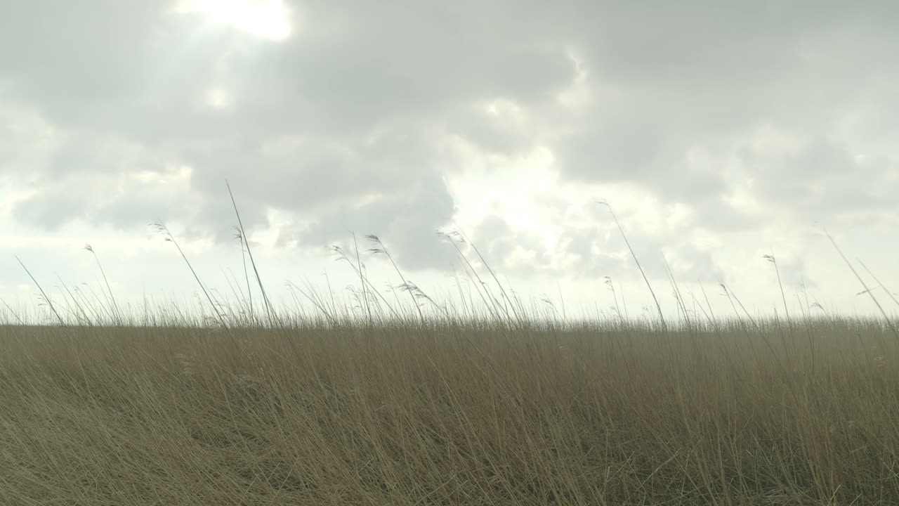 Dry grass swaying in a field (Slow Motion)