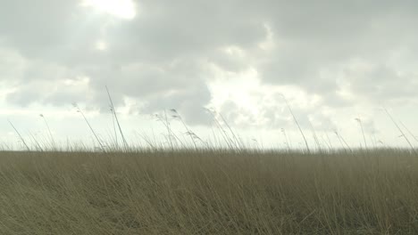 dry grass swaying in a field (slow motion)