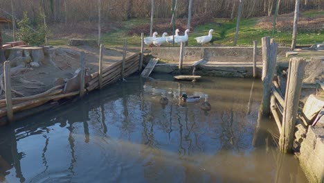 cola de gansos blancos caminando al aire libre en el gallinero y la zona del estanque con patos y ánades nadando