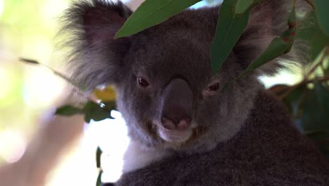 Extreme-close-up-portrait-head-shot-of-a-cute-dazing-koala,-phascolarctos-cinereus-with-fluffy-fur,-daydreaming-on-the-tree,-Australian-native-wildlife-species