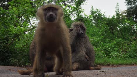 primer plano de una familia de grandes babuinos limpiándose unos a otros para deshacerse de las pulgas en tanzania