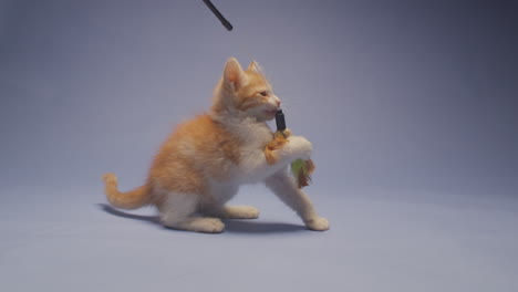 adorable marmalade orange kitten tries to grab a dangling feather toy. he thinks he is fierce, but really he is just cute. shot in slow motion against a blue background.