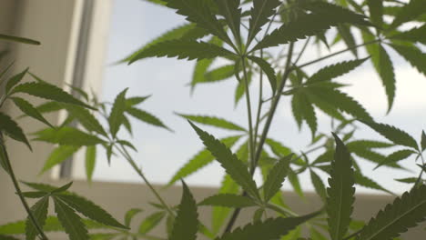 Close-up-Low-angle-shot-of-Cannabis-leaves