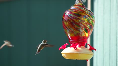 hummingbirds at a feeder in slow motion 120fps