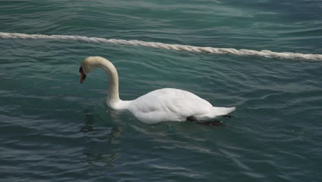 A-swan-swimming-in-the-water-in-Geneva,-Switzerland