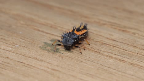 single small asian ladybug larvae licking wood surface, medium close-up still