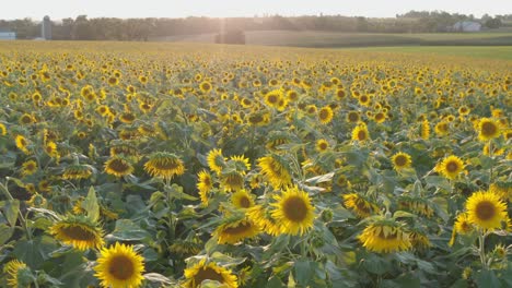 Die-Neigung-Nach-Oben-Zeigt-Wunderschöne-Blühende-Sonnenblumen-Während-Des-Sommersonnenuntergangs-Und--aufgangs