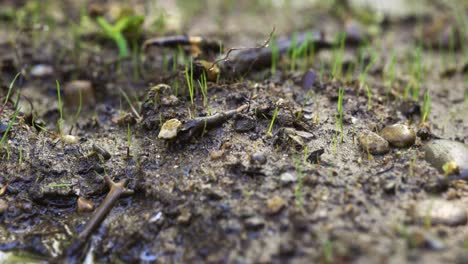 Abejas-Melíferas-En-Busca-De-Agua-En-Un-Nuevo-Suelo-Primaveral