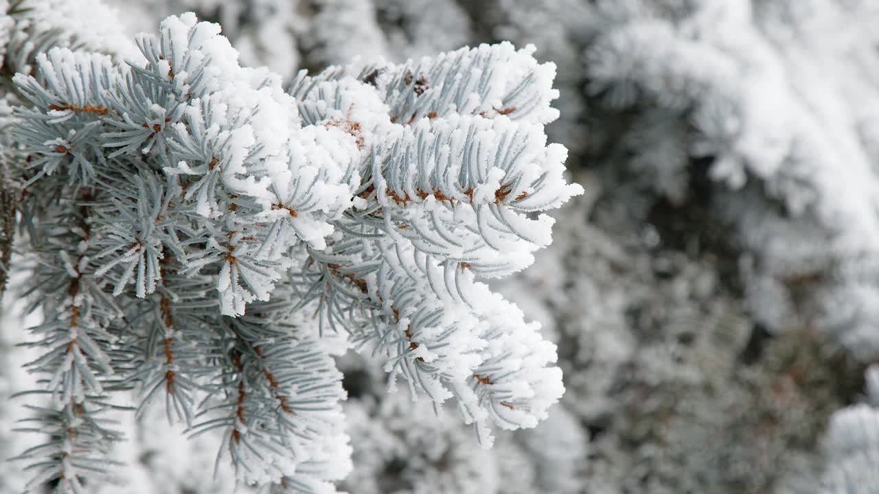 Fast rack focus to closeup spruce needles coated in thick winter frost