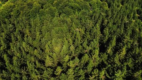 top down view of pine forest