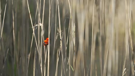 Un-Pájaro-Obispo-Rojo-Del-Sur-Que-Vuela-De-Una-Caña-A-Otra-En-Un-Día-De-Verano