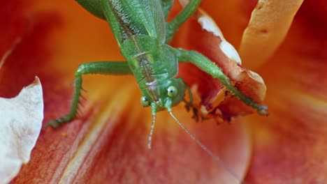 Un-Primer-Plano-De-Un-Saltamontes-En-El-Acto-De-Comer