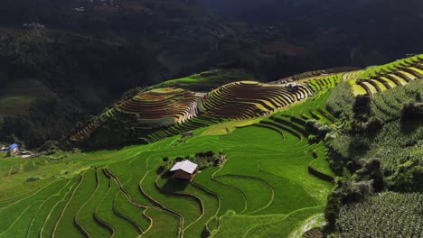 aerial view of lush green terraced rice fields in a mountainous landscape