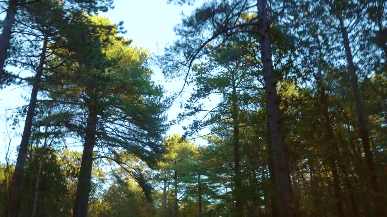 Dynamic cinematic shot of a pine forest