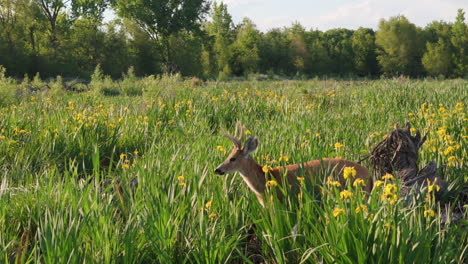 aerial footage of a deer grazing in a lush field, surrounded by tall green plants and yellow flowers. the shot captures the serene environment as the deer moves gracefully through its natural habitat