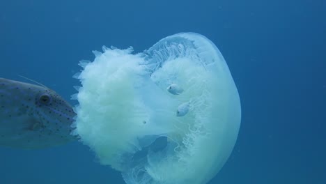 Adult-scrawled-filefish-nibbles-and-eats-at-a-moon-jellyfish-in-open-blue-water-in-Thailand