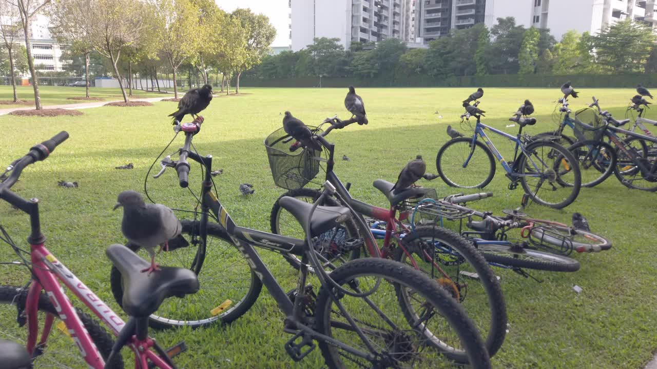 기차 레일 그늘 아래 숨어있는 길 잃은 비둘기