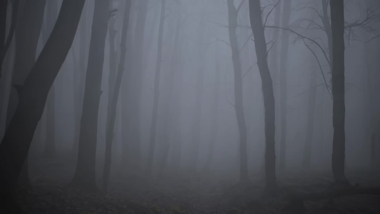 Dense fog enveloping a dark forest shrouds bare trees, creating a mysterious and eerie atmosphere that evokes feelings of gloom and intrigue in the wilderness