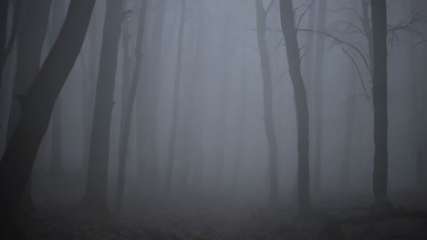 dense fog enveloping a dark forest shrouds bare trees, creating a mysterious and eerie atmosphere that evokes feelings of gloom and intrigue in the wilderness